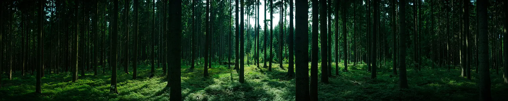 Tableau nature