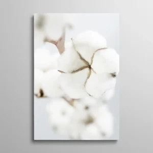 Tableau fleur de coton blanche gros plan sur fond clair, photo botanique douce style hygge