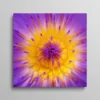 Tableau fleur de lotus violet et jaune gros plan macro sur pétales et pistils, art floral zen