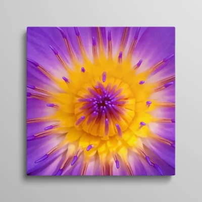 tableau fleur de lotus Tableau fleur de lotus violet et jaune gros plan macro sur pétales et pistils, art floral zen