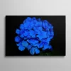 Tableau hortensias bleues bouquet de fleurs sur fond noir, photographie florale élégante