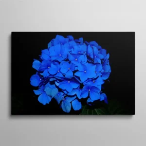 Tableau hortensias bleues bouquet de fleurs sur fond noir, photographie florale élégante