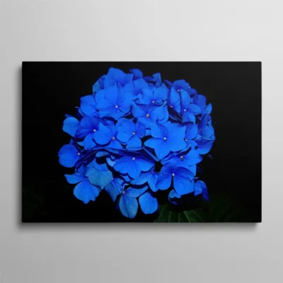tableau hortensias bleues Tableau hortensias bleues bouquet de fleurs sur fond noir, photographie florale élégante