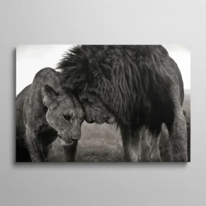 Tableau lion et lionne noir et blanc calin tête contre tête, photographie couple animaux sauvages