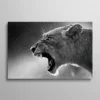 Tableau lionne en colère rugissant noir et blanc profil, photographie animalière intense
