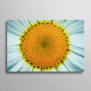 Tableau marguerite gros plan coeur jaune et pétales blancs, photographie florale macro