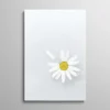 Tableau pétale de marguerite fleur blanche minimaliste sur fond gris clair, photographie nature douce