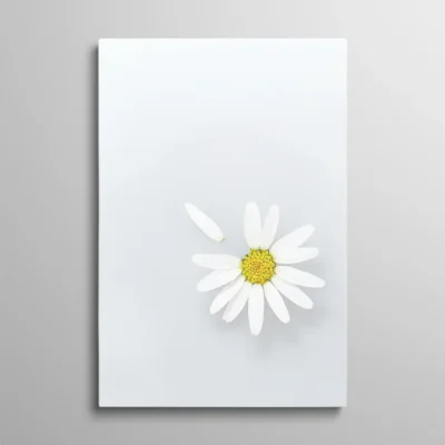 tableau petale de marguerite Tableau pétale de marguerite fleur blanche minimaliste sur fond gris clair, photographie nature douce