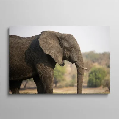 tableau photo elephant Tableau photo éléphant d'Afrique profil peau texturée dans la savane, portrait animalier sauvage
