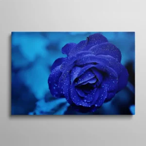Tableau rose bleue gros plan avec gouttes de pluie sur pétales sombres, photographie florale mystérieuse