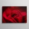 Tableau rose rouge passion gros plan coeur de fleur velours, photographie florale romantique