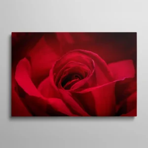 Tableau rose rouge passion gros plan coeur de fleur velours, photographie florale romantique