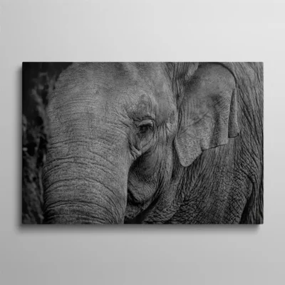 tableau tete d elephant Tableau gros plan tête éléphant noir et blanc détail texture peau et trompe