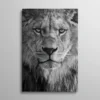 Tableau tête de lion noir et blanc vue de face regard majestueux, photo animalière noir et blanc
