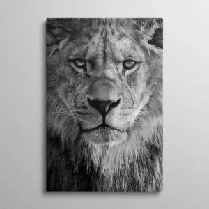 Tableau tête de lion noir et blanc vue de face regard majestueux, photo animalière noir et blanc