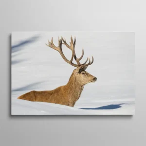 Tableau cerf dans la neige, cerf à grande ramure émergeant d'une congère sous un soleil hivernal, photographie nature palette blanc et brun avec ombres bleues